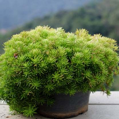 Sedum Angelina Gold Mound