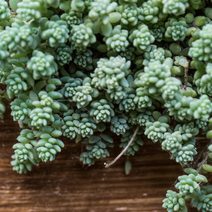 Sedum Brevifolium