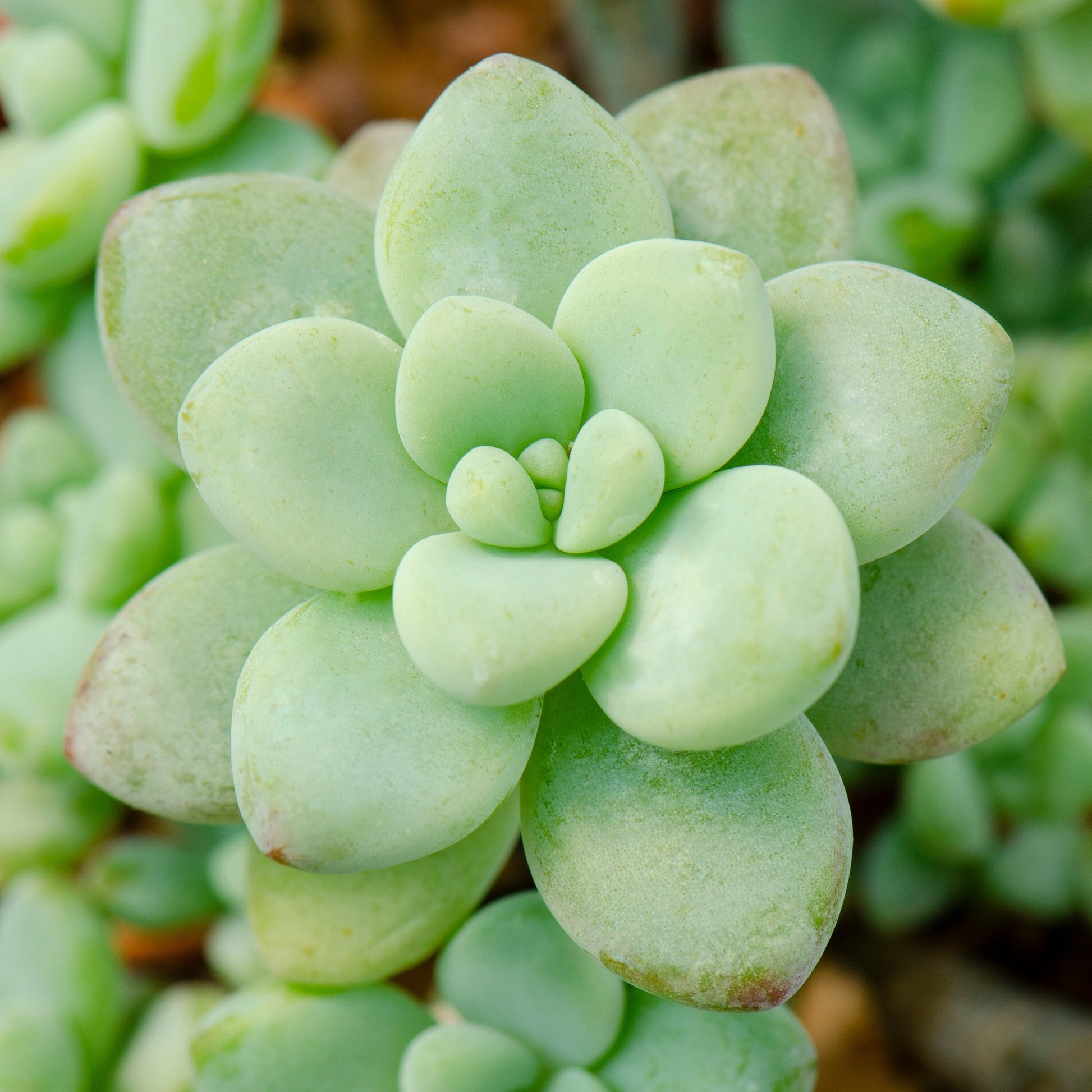 succulent with round green leaves Sedum Clavatum – Succulents World