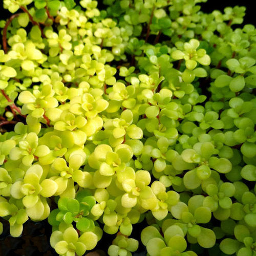 Sedum Makinoi Ogan