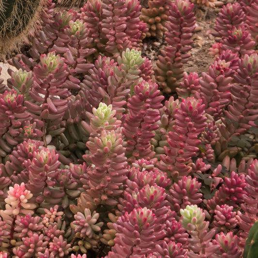 Close-up of Sedum Pink Jelly Beans succulent showing vibrant pink and green leaves under bright sunlight.