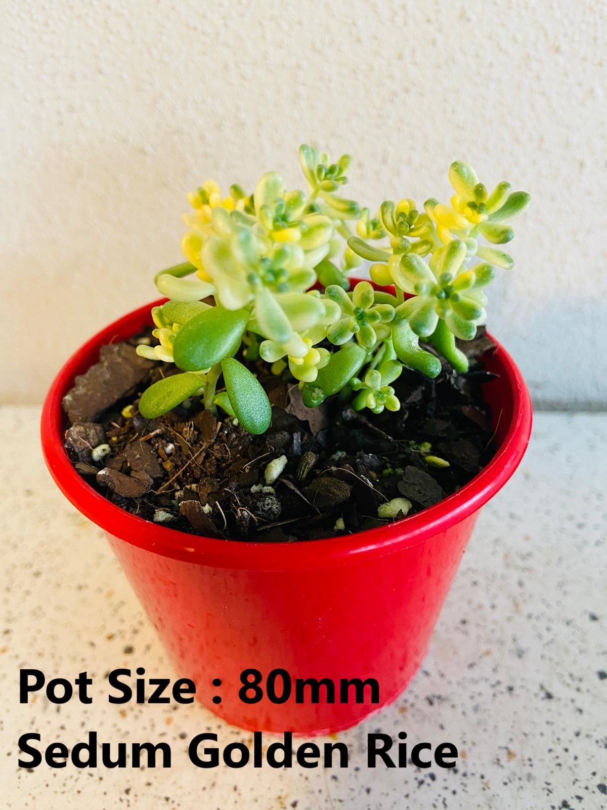Sedum Buster Pack