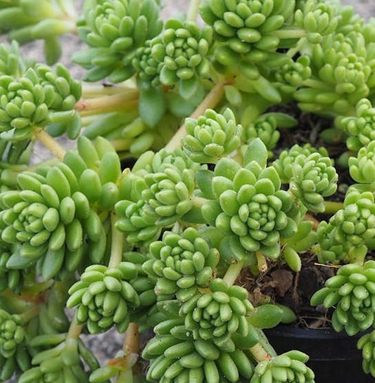 Sedum Hirsutum (Hairy Stonecrop)