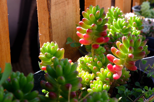 Sedum Jelly Bean