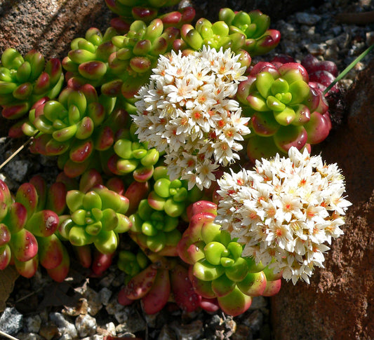 Sedum Lucidium Giant Jelly Bean