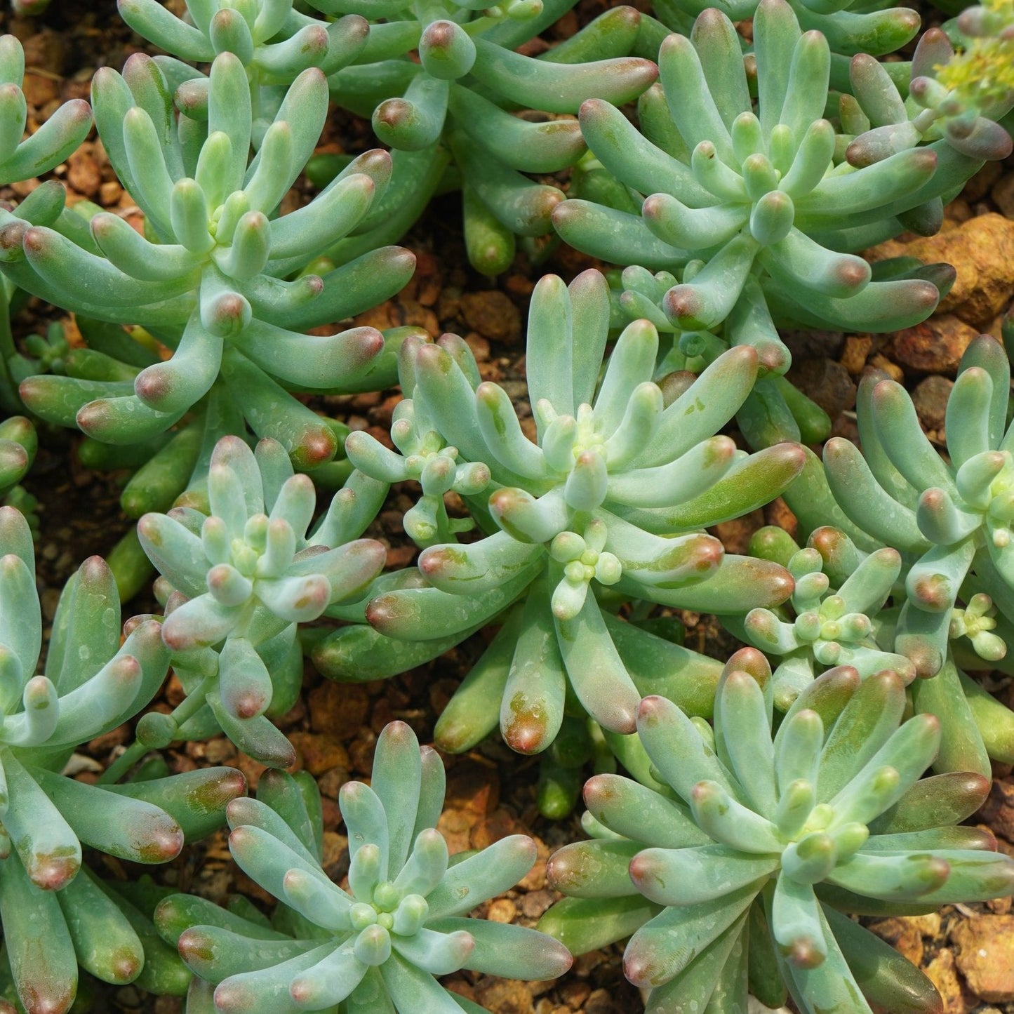 Sedum Pachyphyllum Silver Jelly Bean