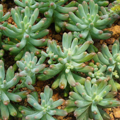 Sedum Pachyphyllum Silver Jelly Bean