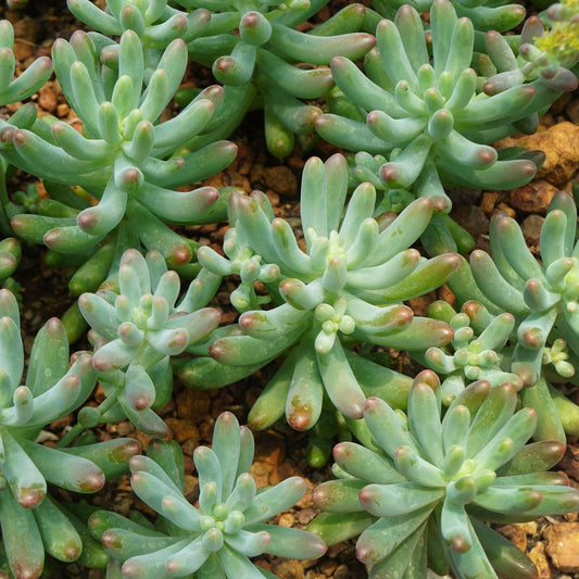 Sedum Pachyphyllum Silver Jelly Bean