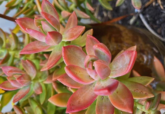 Sedum Pats Pink