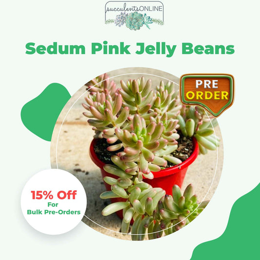 Sedum Pink Jelly Beans (Pre-Order)