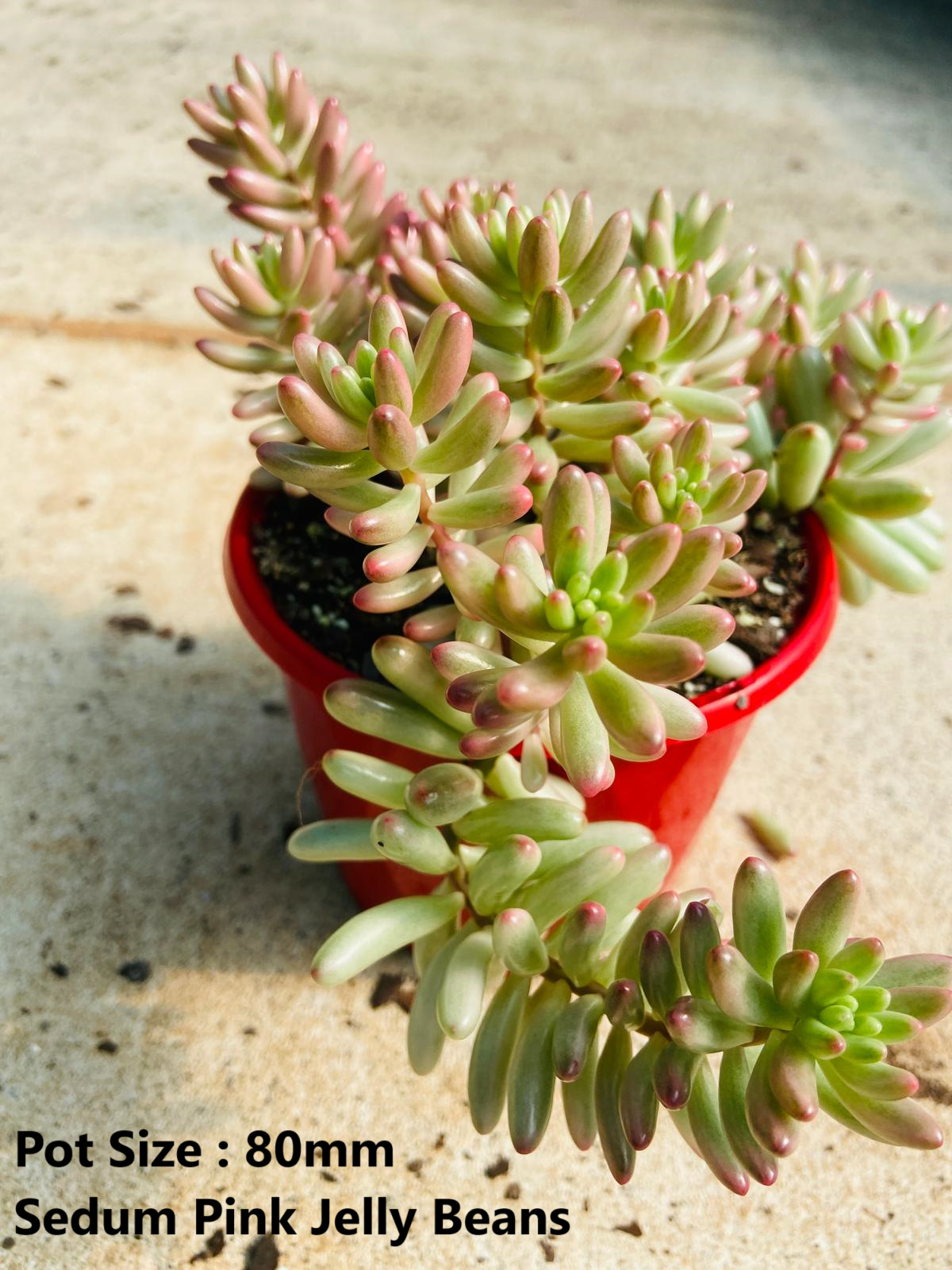 Sedum Buster Pack