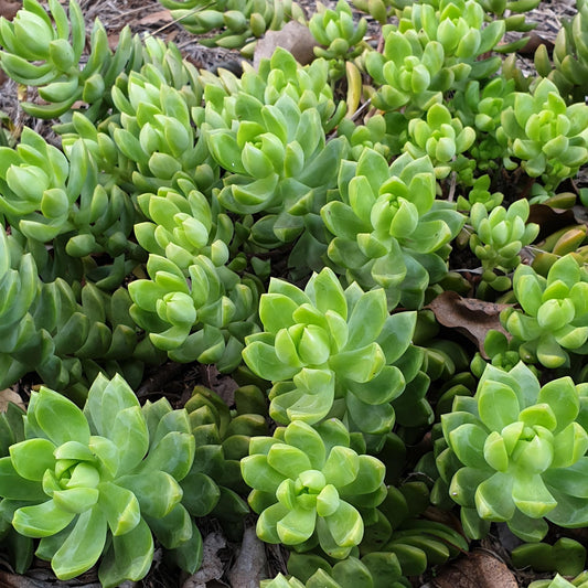 Sedum Golden Goddess