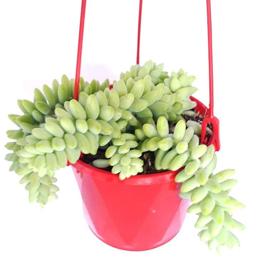 Sedum Burrito  - Cutting