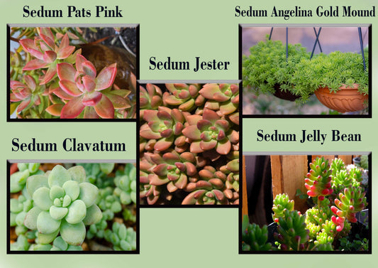 Sedum Buster Pack