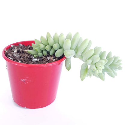 Sedum Burrito