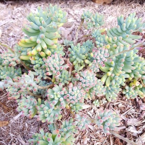 silver jelly bean succulent Sedum Pachyphyllum Silver Jelly Bean – Succulents World
