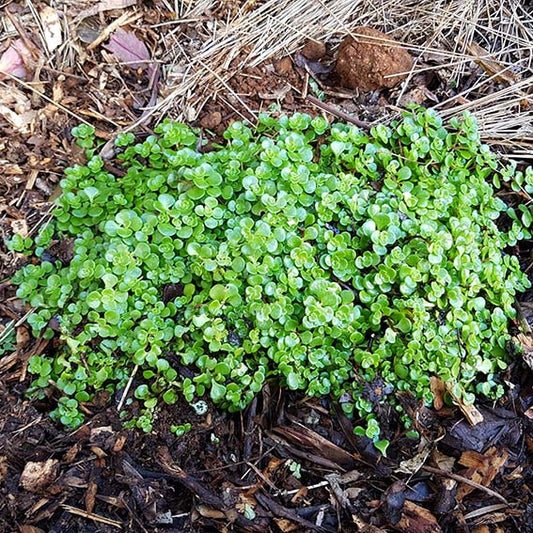 Sedum Limelight- "Green Mound"