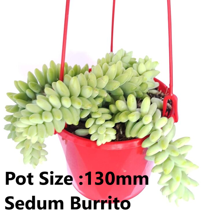 Hanging Plants Buster Pack