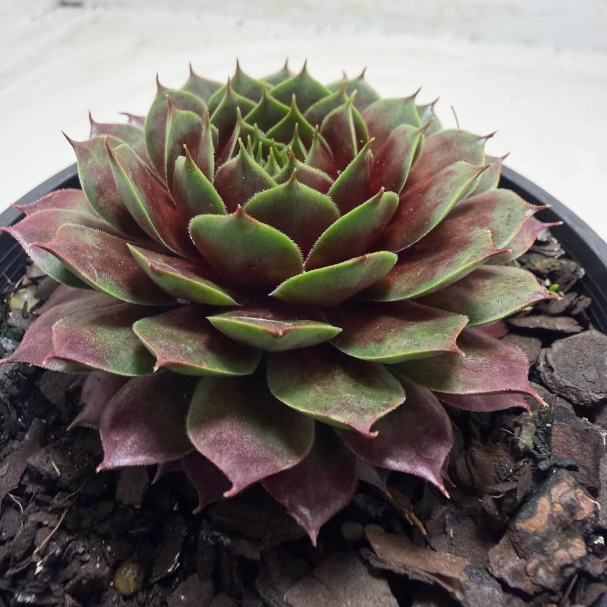 Sempervivum 'Marlands Beauty' | Hardy Colourful Succulent Succulents World