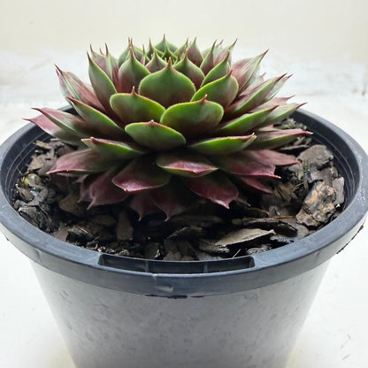Live Sempervivum succulent ideal for Australian succulent collections.
