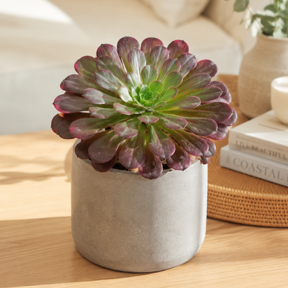 Semponium Sienna succulent with colourful burgundy rosettes in a 130mm pot.