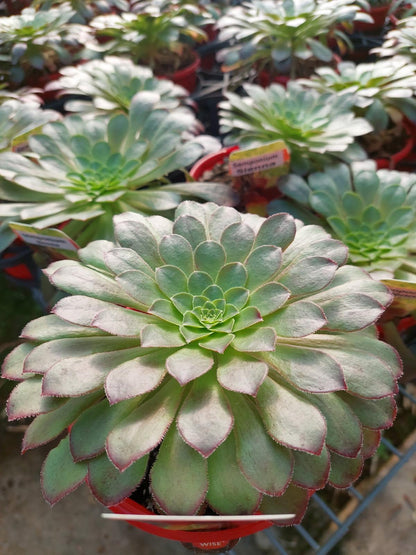 Beautiful Semponium Sienna succulent for modern gardens.