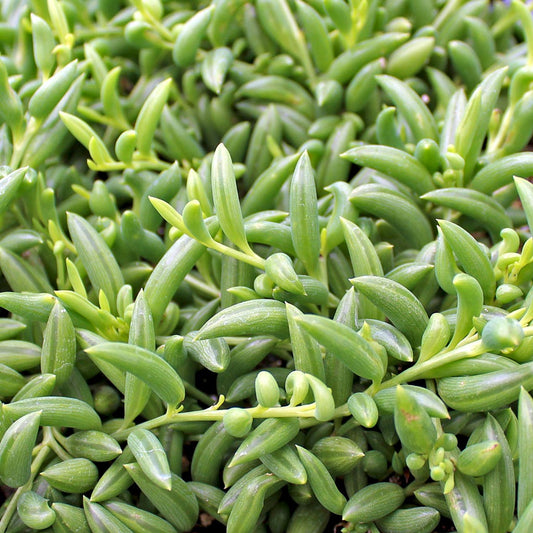 Senecio - String of Beans