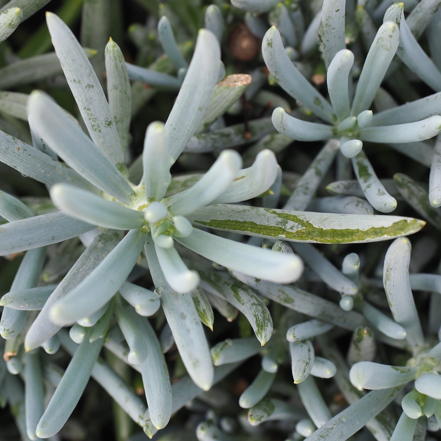 Senecio Blue Chalk sticks Dwarf