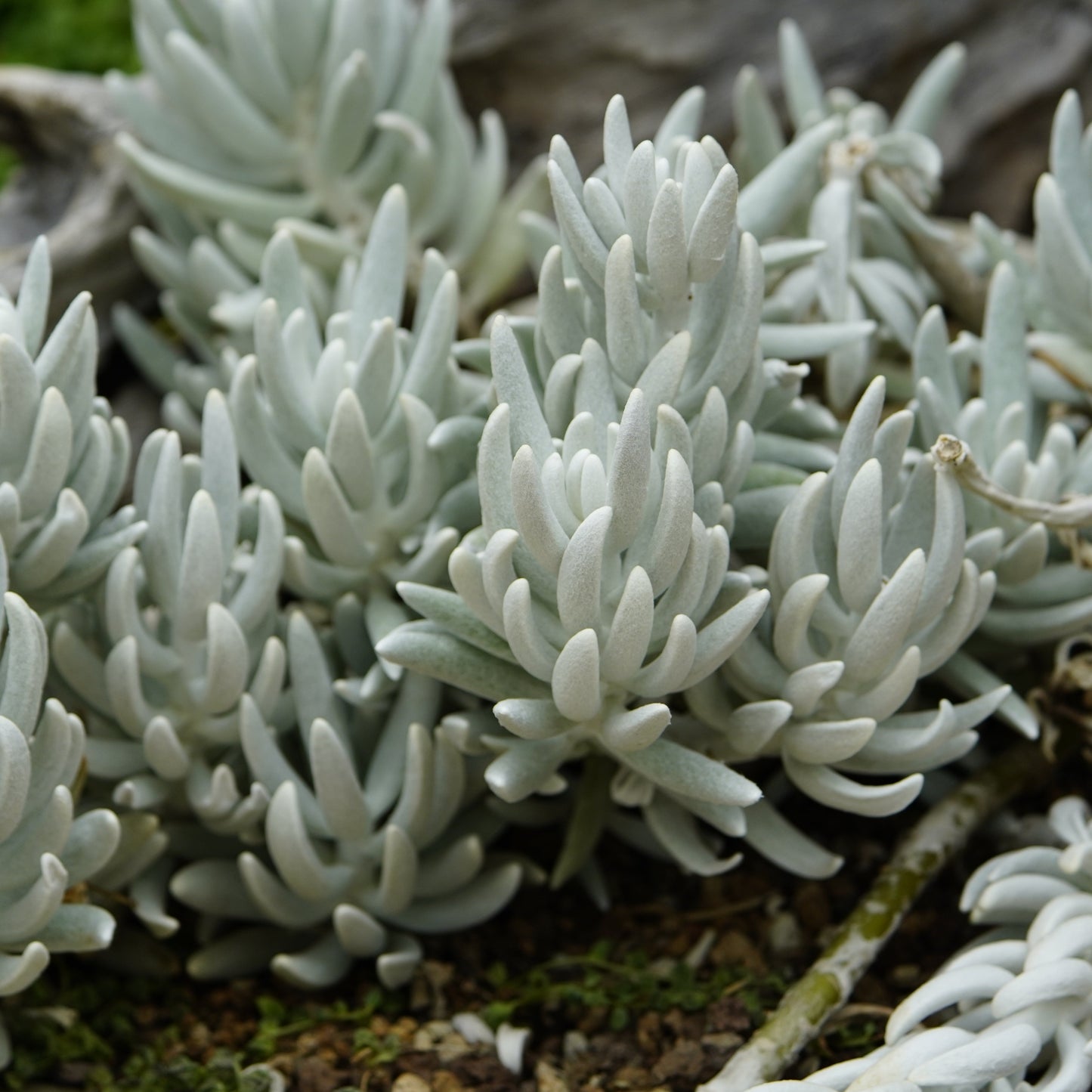 Senecio Haworthii