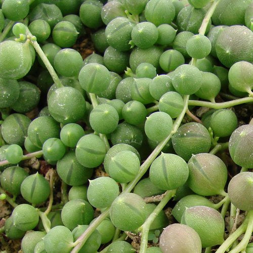 Senecio - String of Pearls