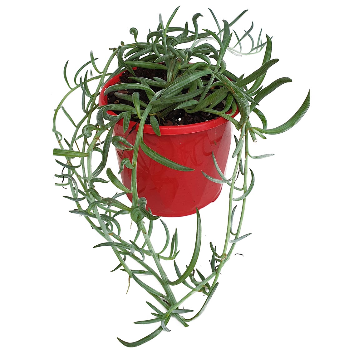 Senecio - String of Bananas - Hanging Plants