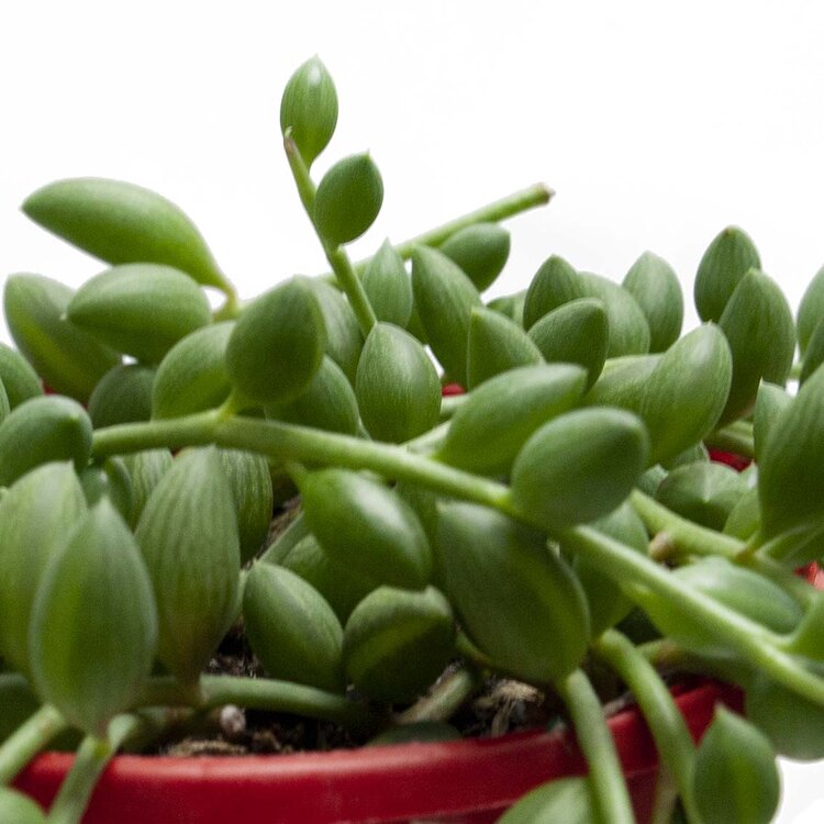 Senecio Herreianus- String of Watermelons