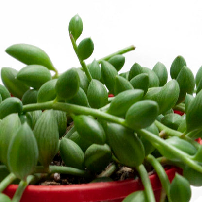 Senecio Herreianus- String of Watermelons