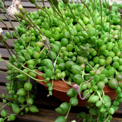 Senecio Herreianus- String of Watermelons