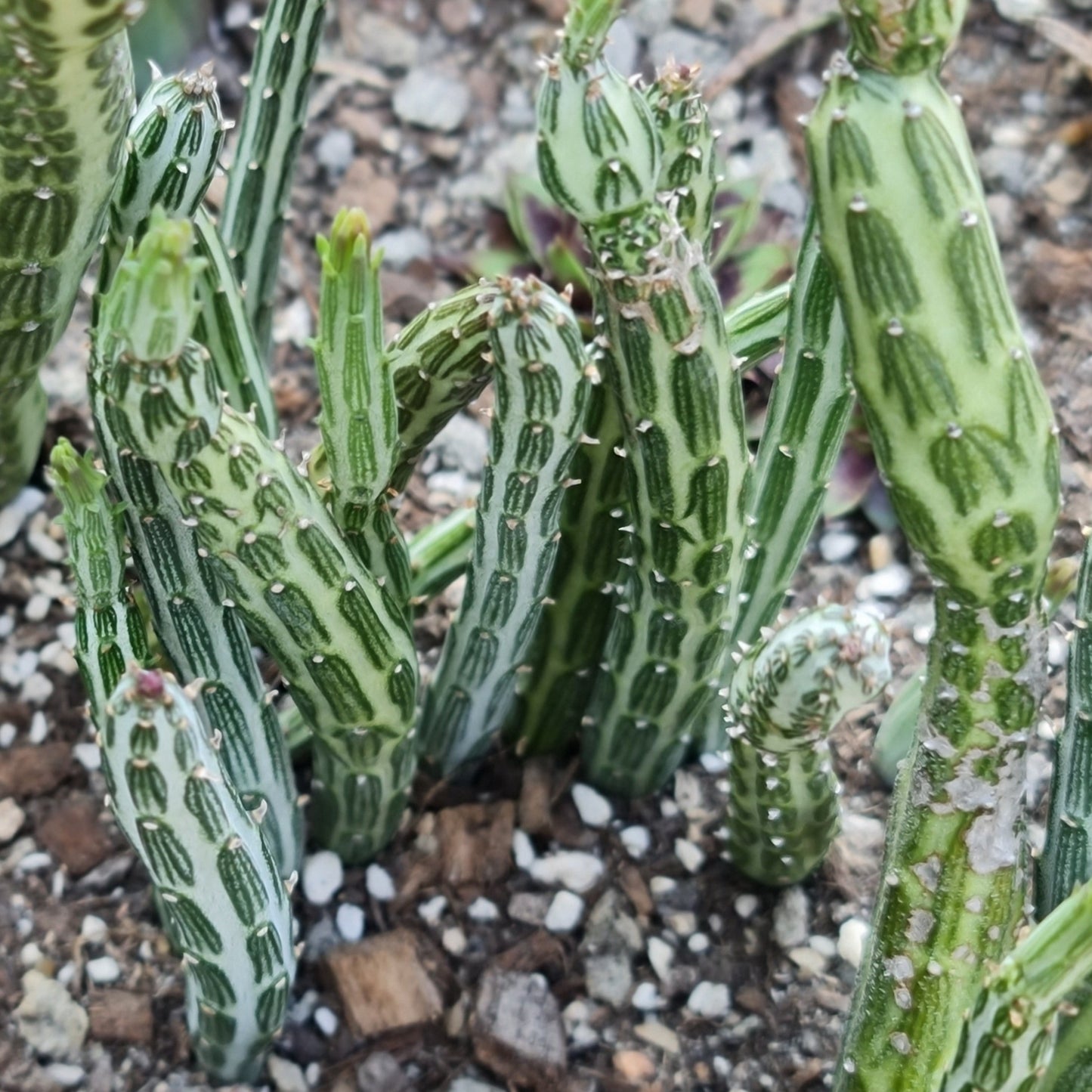 Senecio Stapeliiformis