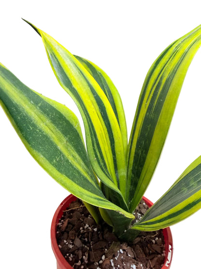 A variegated snake plant with upright, sword-like leaves featuring bold yellow and green stripes, potted in a red plastic pot filled with soil and bark, set against a plain off-white background.