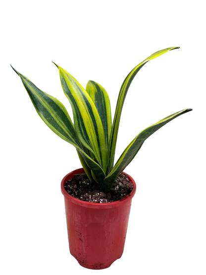 Buy Sansevieria Golden Flame | Easy Care Houseplant Succulents World