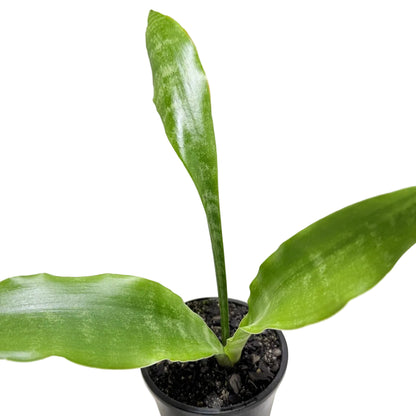 Sansevieria Zeylanica| Easy Care Indoor Plant Succulents World