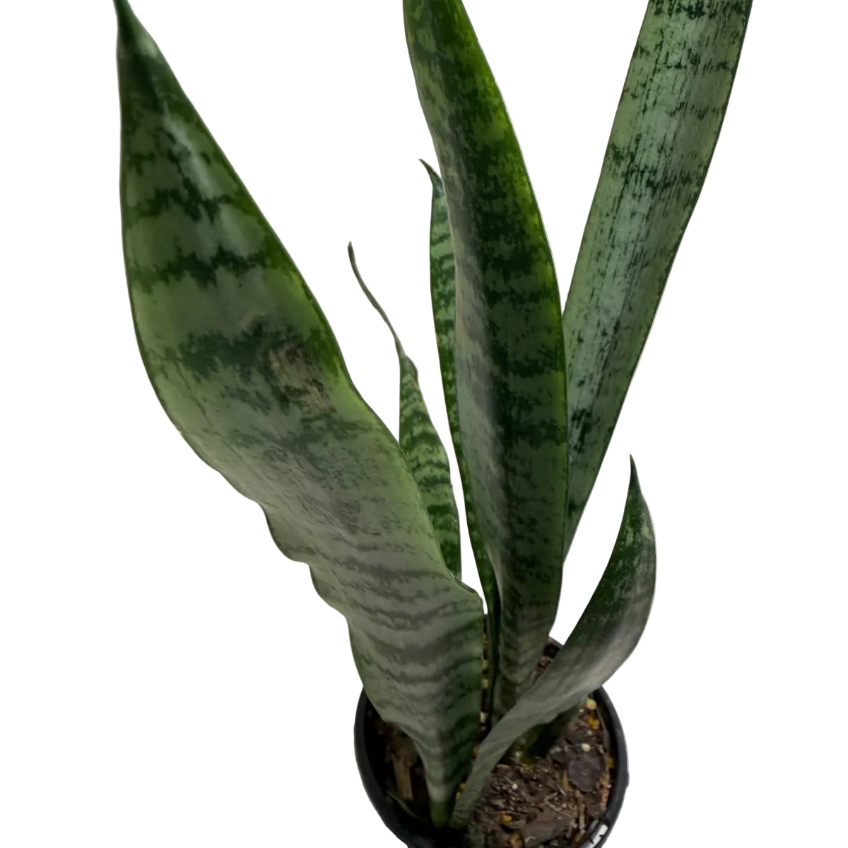 Sansevieria Trifasciata | Two in one Indoor Plant Succulents World