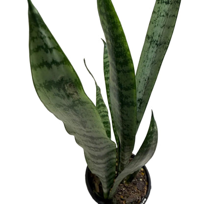 Sansevieria Trifasciata | Two in one Indoor Plant Succulents World