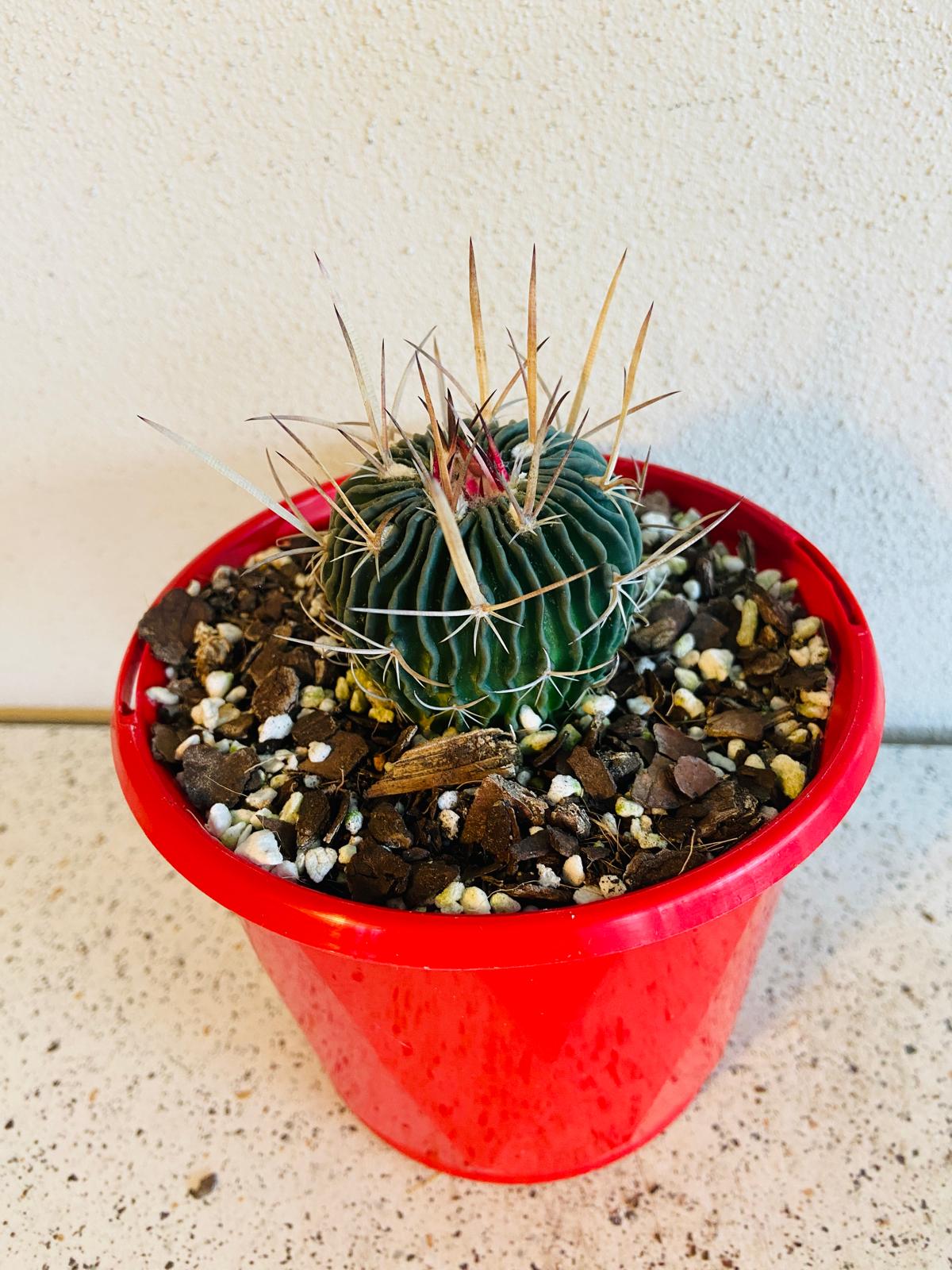 Cacti- Stenocactus My Store