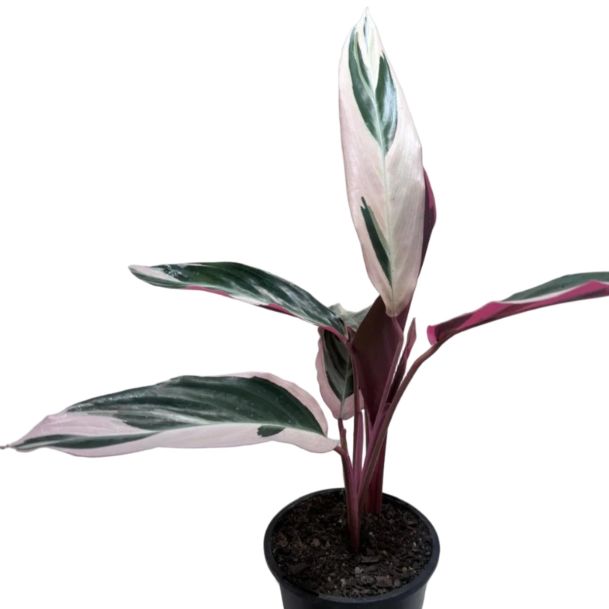 Beautiful Stromanthe Tri Colour prayer plant for indoor spaces.