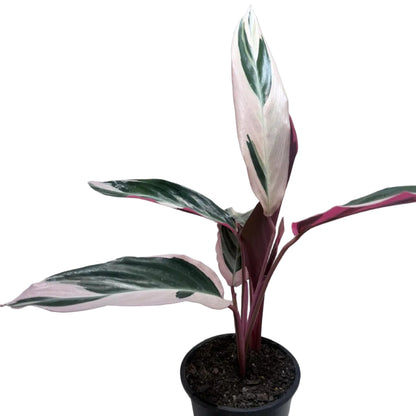 Beautiful Stromanthe Tri Colour prayer plant for indoor spaces.