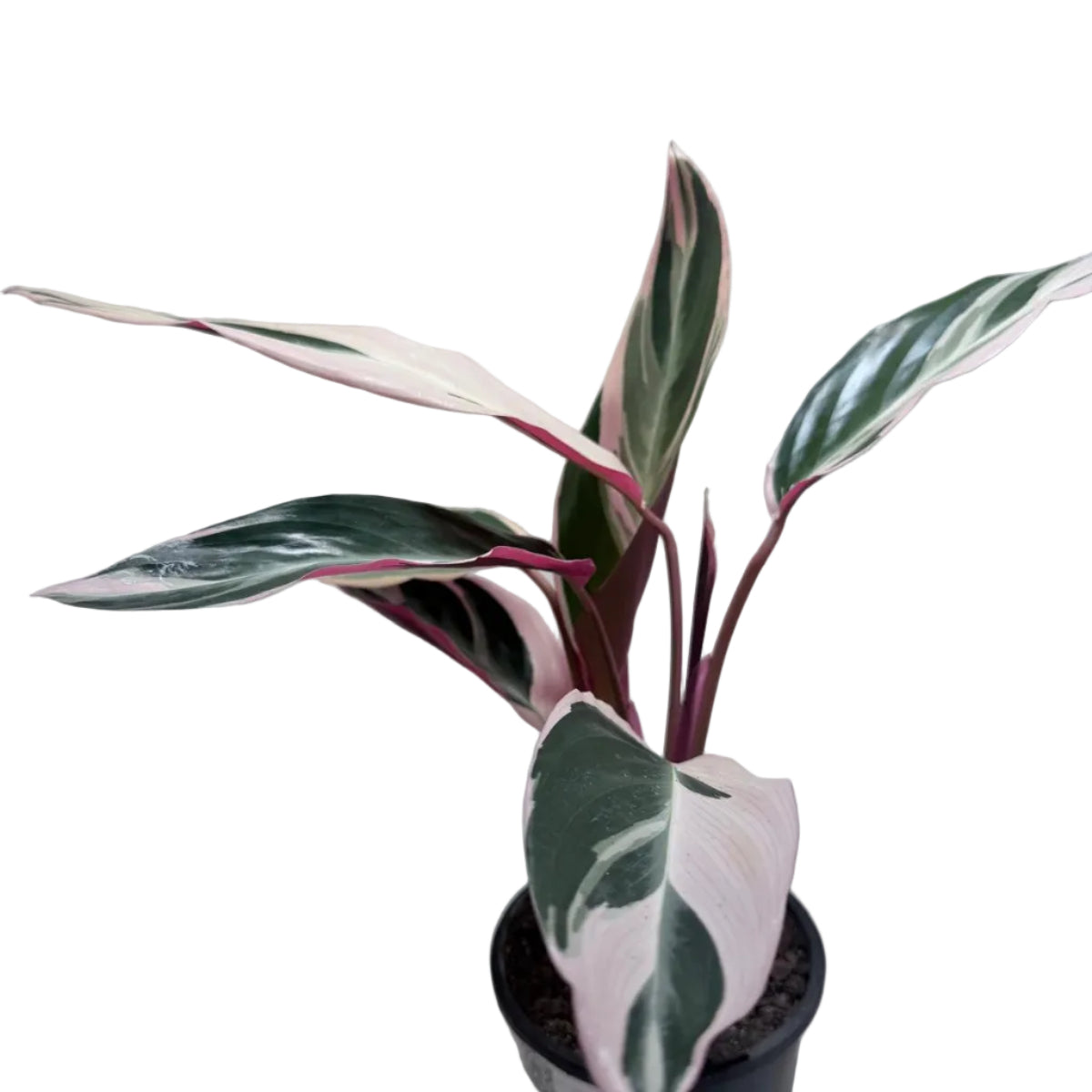 Stromanthe Tri Colour with vibrant pink, cream and green foliage in a 130mm pot.