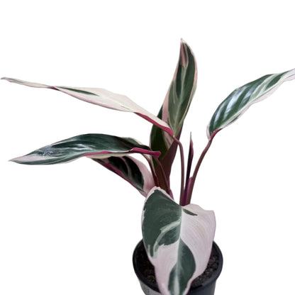 Stromanthe Tri Colour with vibrant pink, cream and green foliage in a 130mm pot.