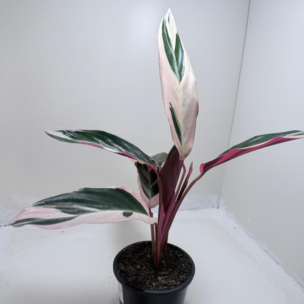 Tropical Stromanthe Tri Colour houseplant displayed indoors.
