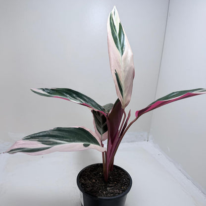 Tropical Stromanthe Tri Colour houseplant displayed indoors.