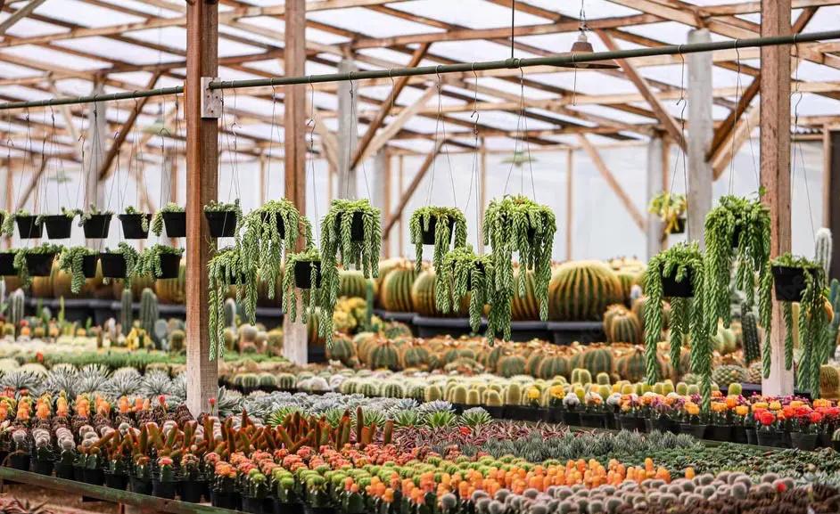 Australia's Home of Rare & Premium Succulents. Discover hand-selected succulents, cacti, and collector plants delivered Australia wide. 