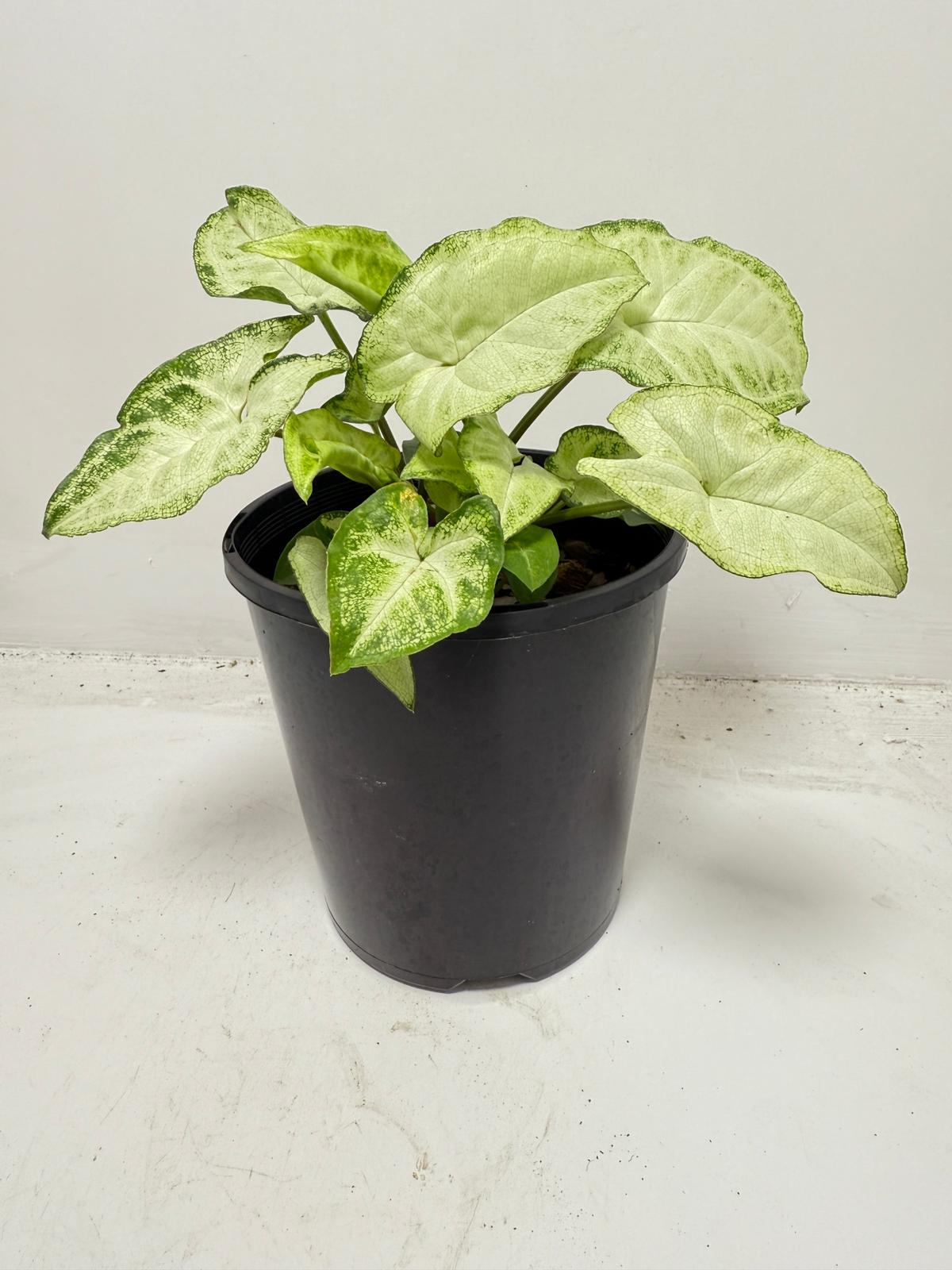 Syngonium ‘Pixie’ 130mm pot size