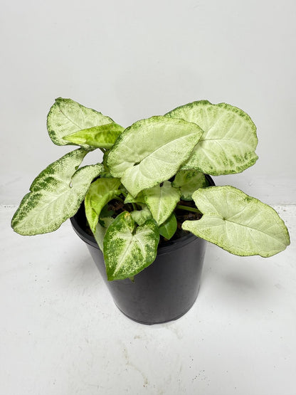Syngonium ‘Pixie’ 130mm pot size